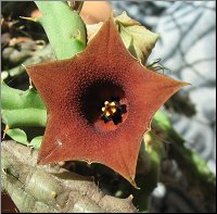 Huernia Sp Nova Dp 7803 A   Yemen